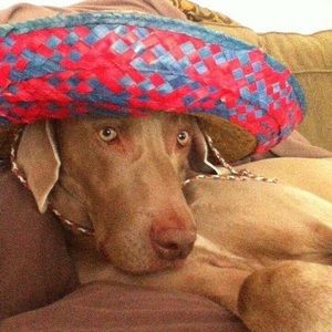 Meet your Posher, Jenny